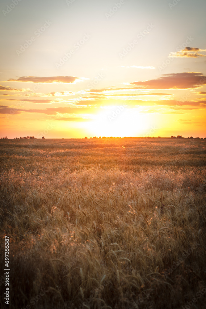 Large wheat field at sunset, golden wheat field