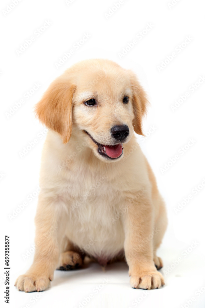 Adorable 5 months old Golden retriever pup, sitting facing sideways. Isolated on a white background.