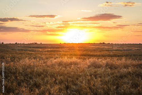 Large wheat field at sunset, golden wheat field © Anton