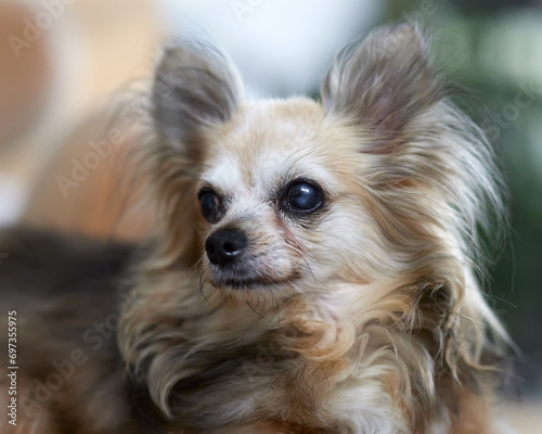 Head shot of cute chihuahua