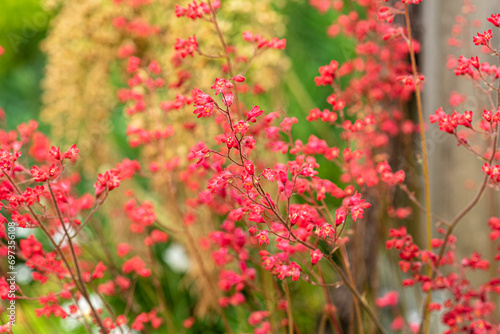 Fleurs