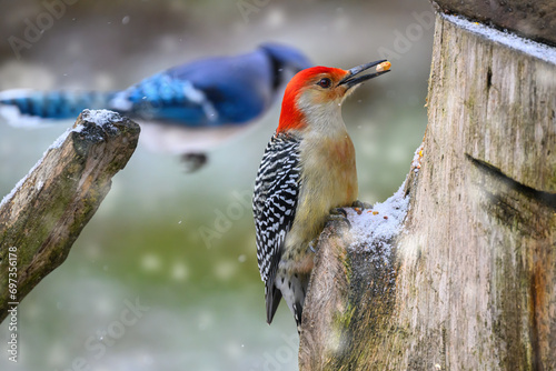 A bluejay flies behind a red-bellied woodpecker who is eating whole corn kernels from our stump feeder. 2 birds in one shot in our yard in Winter in Windsor in Upstate NY.