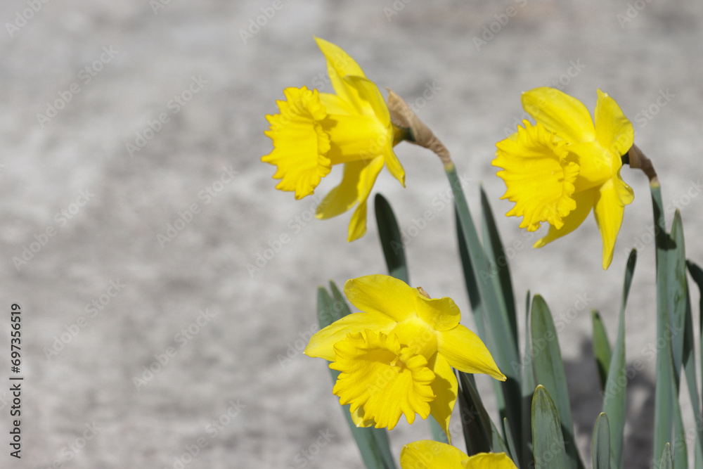 Obraz premium Flowering daffodil plant.