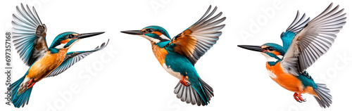 Flying kingfisher isolated on transparent background. Set/collection of kingfishers.