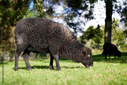 Female brown ouessant sheep grazes in garden photo