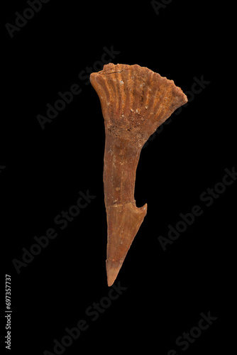 Fossil Rostral Denticle of the Ray Fish Onchopristis numida from the Cretaceous Period, Morocco
