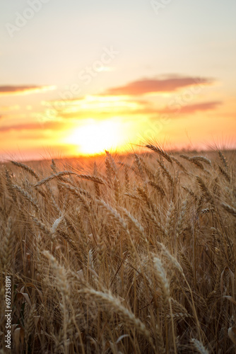 Large wheat field at sunset  golden wheat field