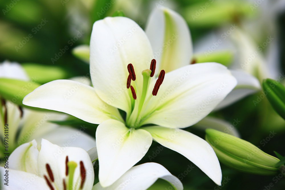 Oriental Lily or Fragrant Lily flowers and buds growing in the garden
Oriental Lily or Fragrant Lily flowers and buds growing in the garden