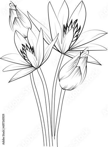 Water lily line art, floral vector illustration, vintage engraved style flowers with  water lily  isolated on a white background, hand-drawn botanical flower waterlily drawings, lotus drawings
