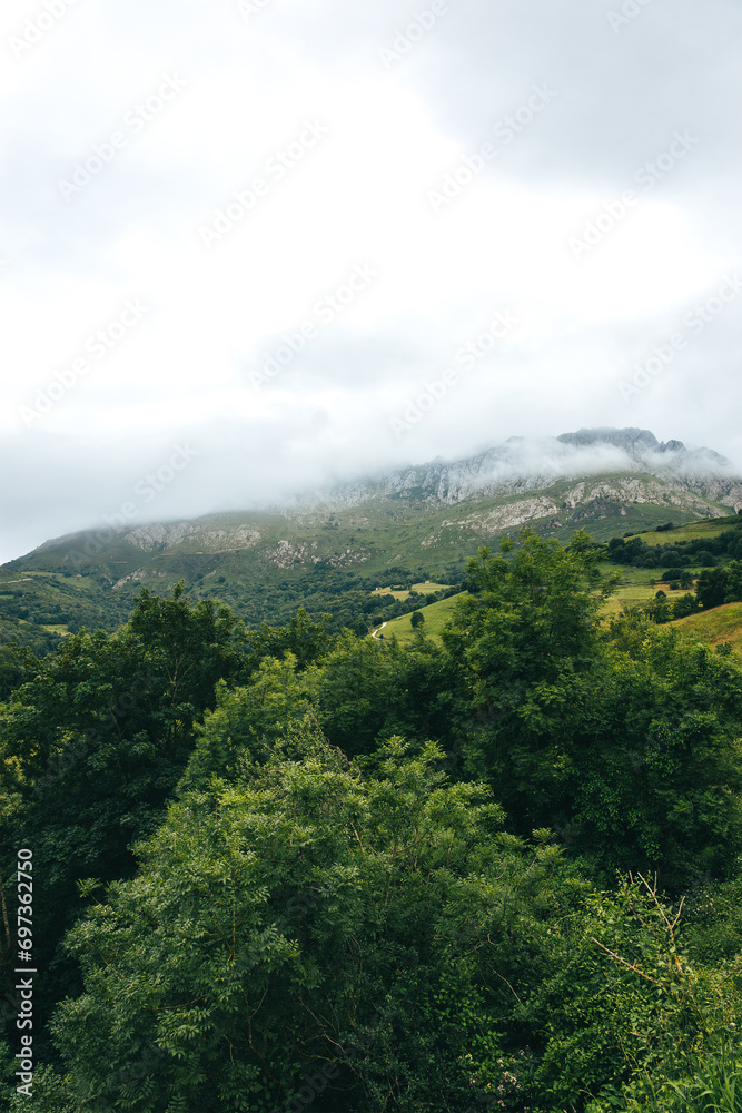Vertical natural landscape of a green forest with clouds and fog in the mountains. Concept of nature, forest and environment