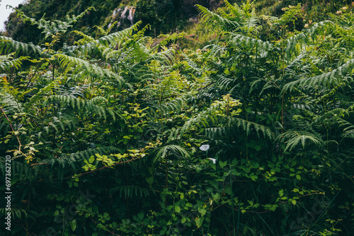 Green leaves of leafy ferns and other plants in a forest. Horizontal background and leaf textures. Concept of nature and forest