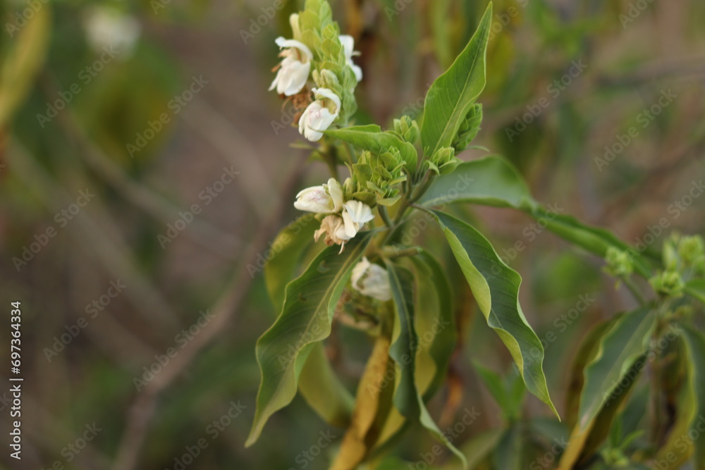 A green Plant of Justicia adhatoda vasica or malabar nut plant in selective focus and background blur, winter plant A green Plant of Justicia adhatoda vasica or malabar nut plant in selective focus and background blur, winter plant