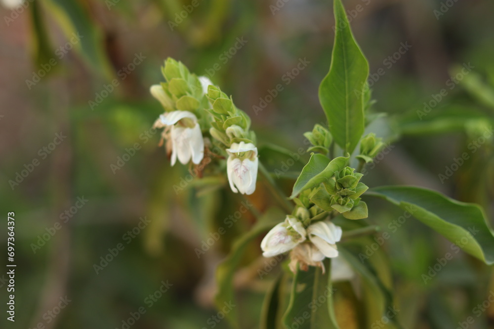 A green Plant of Justicia adhatoda vasica or malabar nut plant in selective focus and background blur, flowers A green Plant of Justicia adhatoda vasica or malabar nut plant in selective focus and background blur, flowers