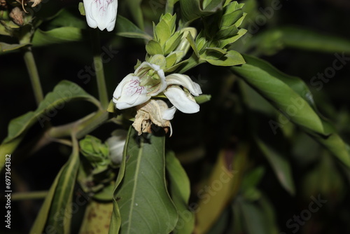 A green Plant of Justicia adhatoda vasica or malabar nut plant in selective focus and background blur, night photo photo