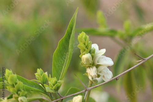 A green Plant of Justicia adhatoda vasica or malabar nut plant in selective focus and background blur, blured photo