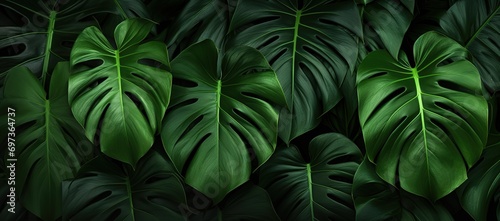 green monstera leaves in photo on black background. generative Ai