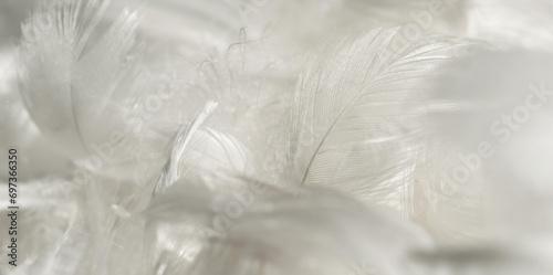 nice white duck feathers. background or texture