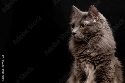 Primo piano di gatto Nebelung