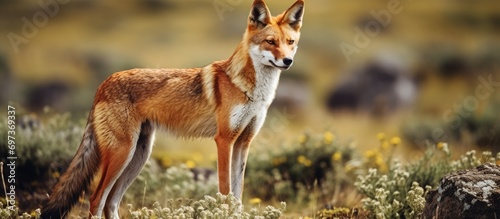 The Ethiopian wolf, also known as Canis simensis, is a highly endangered carnivore in Africa and one of the rarest canids. photo