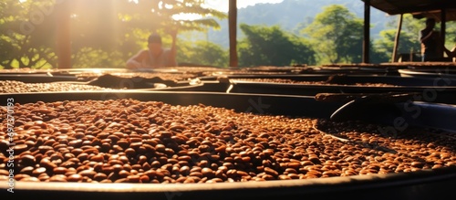 High-quality coffee beans undergo the honey drying process in a Thai plantation north of Chiang Rai. photo