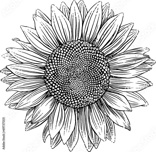 Pen & Ink sunflower drawing