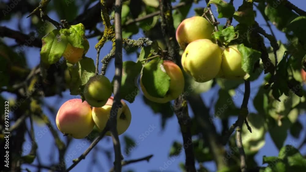 green Apples on tree branches in the garden. harvesting organic fruit
