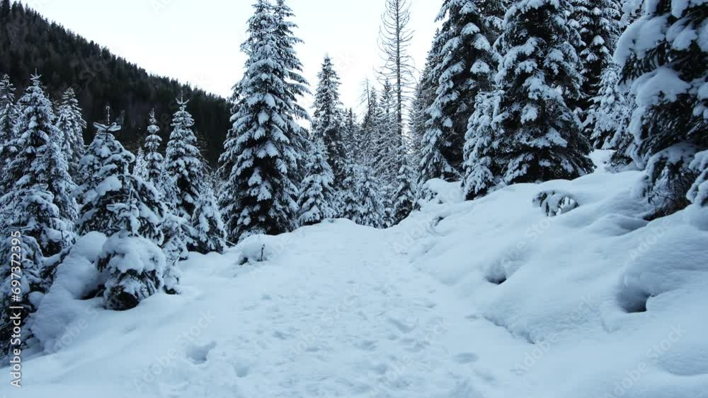 custom made wallpaper toronto digitalWinter landscape in the Dolomite forest