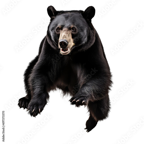 black bear isolated on white background photo