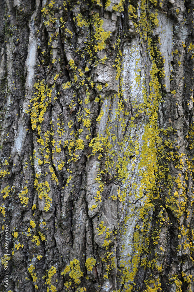 Fototapeta premium Tree bark texture with moss