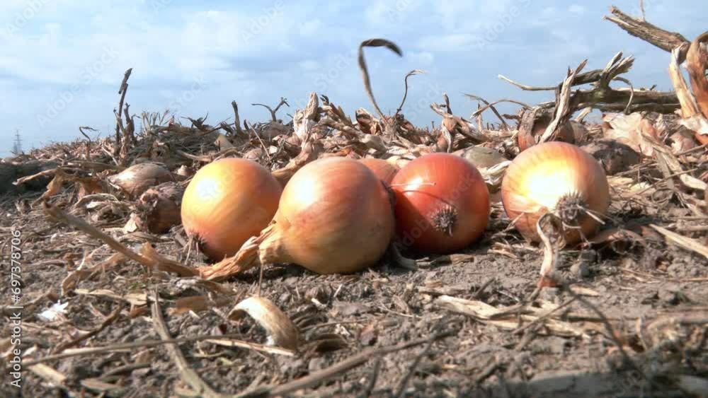 Onions are harvested during end of summer. Harvesting onions. Onions on an agricultural field in a line are ready for harvesting with the help of a combine harvester Onions are harvested during end of summer. Harvesting onions. Onions on an agricultural field in a line are ready for harvesting with the help of a combine harvester
