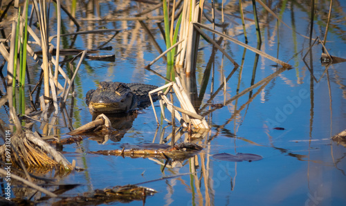 American Alligator in water