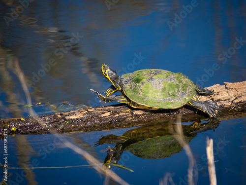 Florida Cooter on a branch in a pond