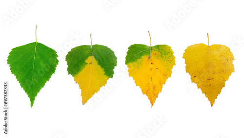 Various colors of birch leaves isolated on white background, leaf life stage, top view. The concept of transition from birth to death. Collection of life cycle of birch leaves. photo