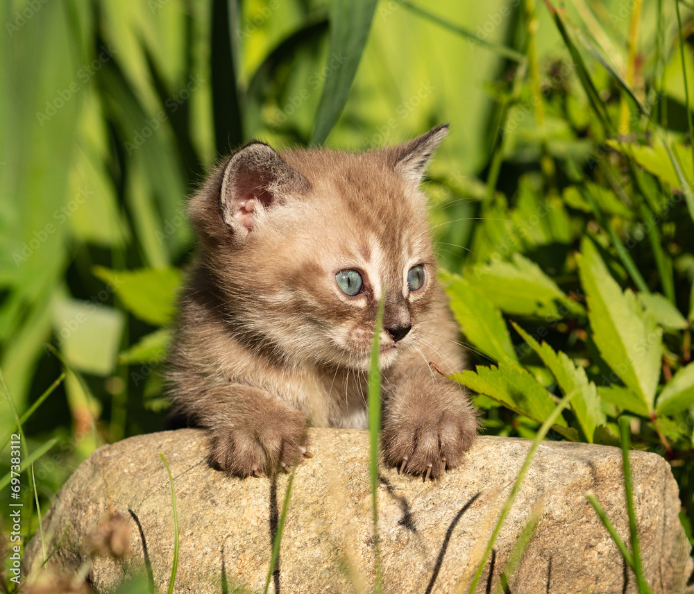 A small bengal kitten of beige color sits on a stone in bright green grass in summer A small bengal kitten of beige color sits on a stone in bright green grass in summer