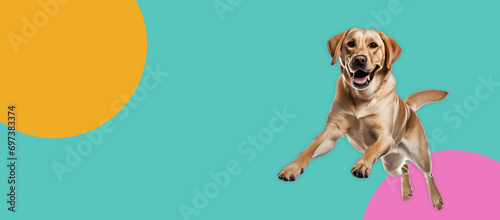 Golden retriever isolated on colorful banner. copy space