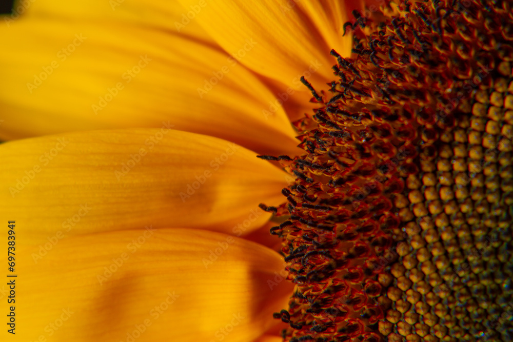 Macro Studioaufnahme einer Sonnenblume auf schwarzem Hintergrund Macro Studioaufnahme einer Sonnenblume auf schwarzem Hintergrund