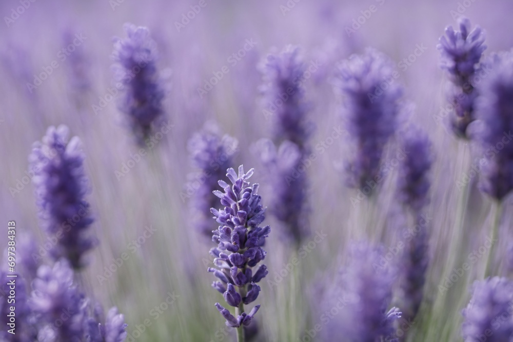 Violet lavender field. Lavanda purple flowers beautiful sunshine blooming in a garden, Latvia Violet lavender field. Lavanda purple flowers beautiful sunshine blooming in a garden, Latvia