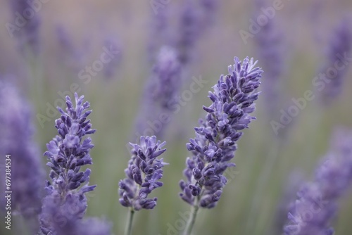 Violet lavender field. Lavanda purple flowers beautiful sunshine blooming in a garden  Latvia