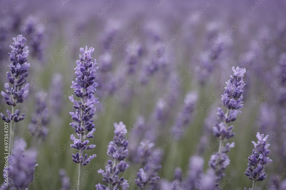 Violet lavender field. Lavanda purple flowers beautiful sunshine blooming in a garden, Latvia Violet lavender field. Lavanda purple flowers beautiful sunshine blooming in a garden, Latvia