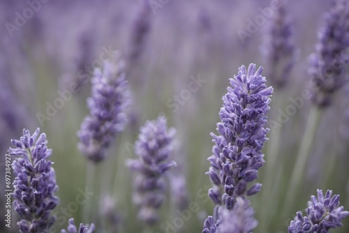 Violet lavender field. Lavanda purple flowers beautiful sunshine blooming in a garden  Latvia