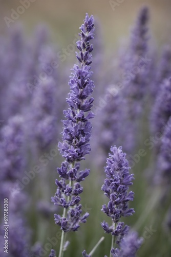 Violet lavender field. Lavanda purple flowers beautiful sunshine blooming in a garden  Latvia