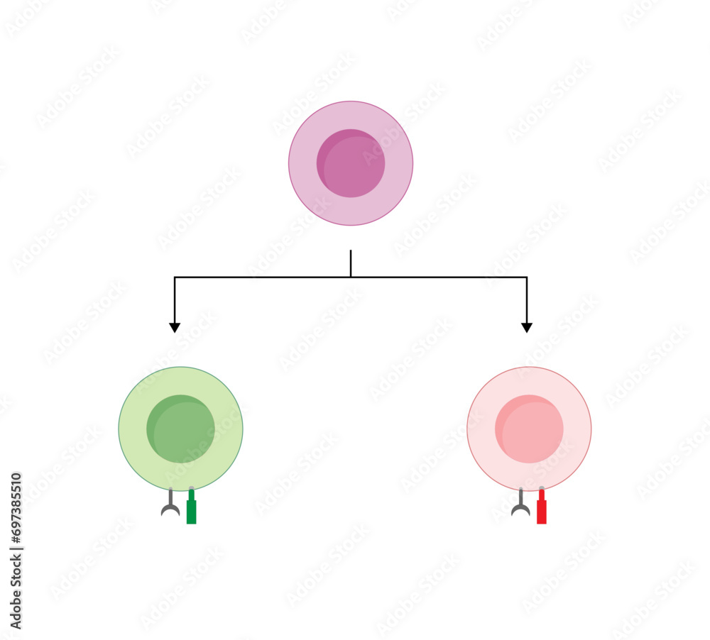 T Cell, CD4+ helper T cell and CD8+ cytotoxic T cell, CD Antigen Types ...