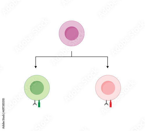 T Cell, CD4+ helper T cell and CD8+ cytotoxic T cell, CD Antigen Types, CD4 And CD8. T lymphocyte types. Vector Illustration. photo