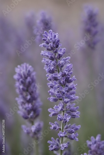 Violet lavender field. Lavanda purple flowers beautiful sunshine blooming in a garden, Latvia