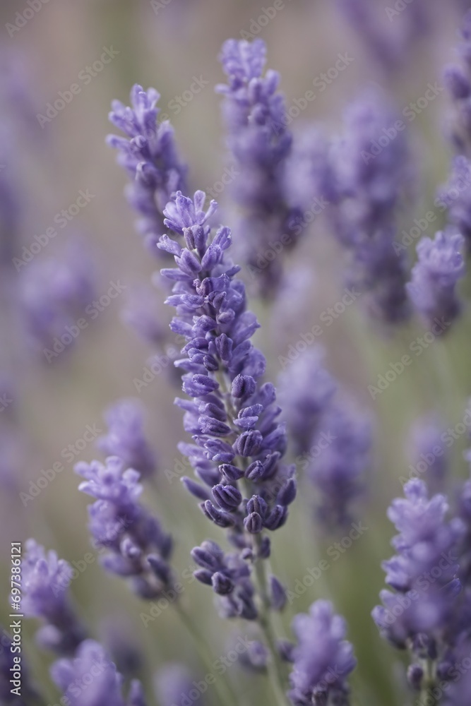 Violet lavender field. Lavanda purple flowers beautiful sunshine blooming in a garden, Latvia