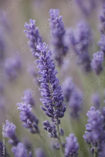 Violet lavender field. Lavanda purple flowers beautiful sunshine blooming in a garden  Latvia