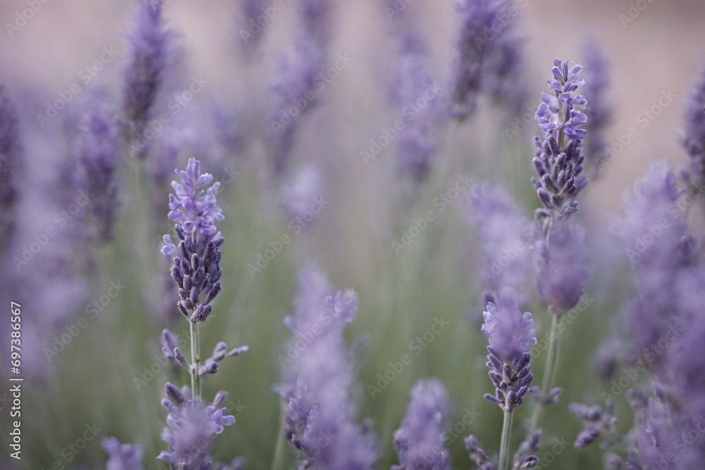 Obraz premium Violet lavender field. Lavanda purple flowers beautiful sunshine blooming in a garden, Latvia