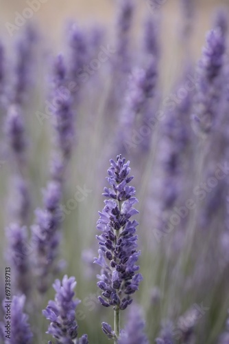 Violet lavender field. Lavanda purple flowers beautiful sunshine blooming in a garden  Latvia