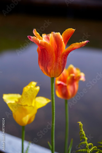 Beautiful colorful tulips in flower bed  close-up.