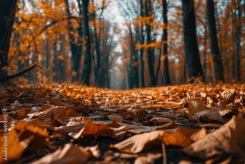 Autumn Forest Floor with Golden Leaves